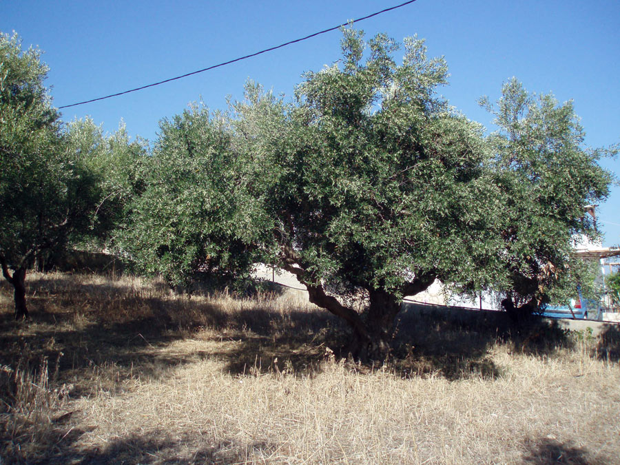 BL - 207 Plot in Plaka with beautiful sea views